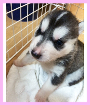 シベリアンハスキー　メス　ブラック＆ホワイト　子犬販売の専門店　AngelWan　横浜
