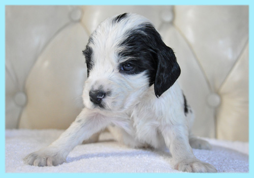 イングリッシュコッカースパニエル ブラック&ホワイト オス 子犬販売の専門店 AngelWan 横浜