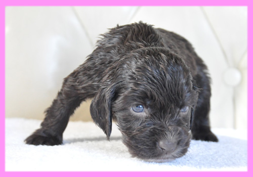 イングリッシュコッカースパニエル チョコレート メス 子犬販売の専門店 AngelWan 横浜