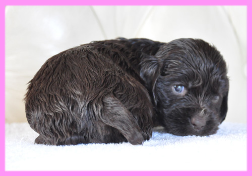 イングリッシュコッカースパニエル　チョコレート　メス　子犬販売の専門店　AngelWan　横浜