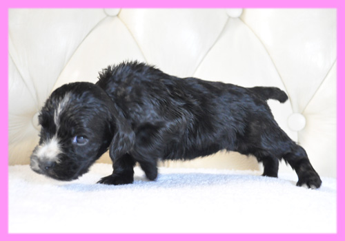 イングリッシュコッカースパニエル　ブラック　メス　子犬販売の専門店　AngelWan　横浜
