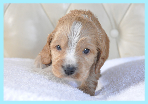 イングリッシュコッカースパニエル　レッド　オス　子犬販売の専門店　AngelWan　横浜