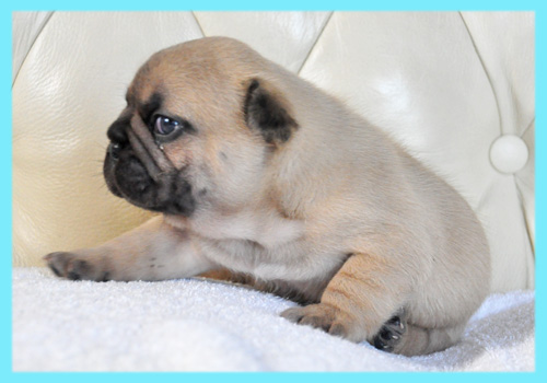 フレンチブルドッグ　フォーン　オス　子犬販売の専門店　AngelWan　横浜