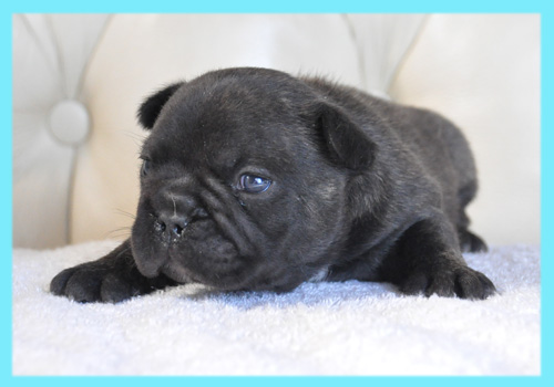 フレンチブルドッグ　ブリンドル　オス　子犬販売の専門店　AngelWan　横浜