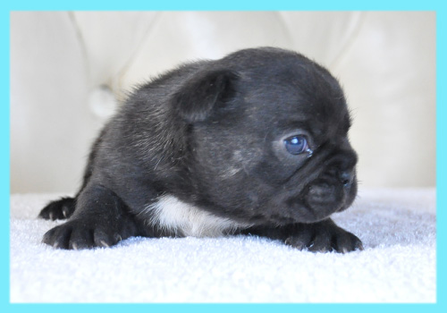 フレンチブルドッグ　ブリンドル　オス　子犬販売の専門店　AngelWan　横浜