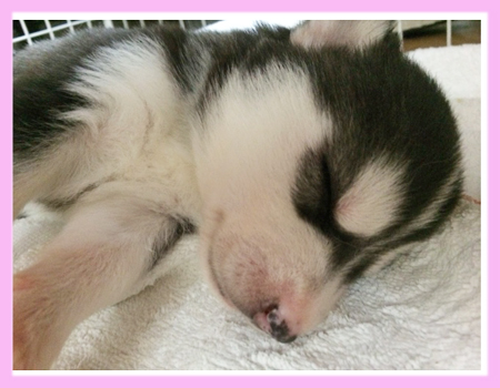 シベリアンハスキー　メス　ブラック＆ホワイト　子犬販売の専門店　AngelWan　横浜