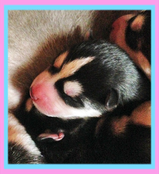 シベリアンハスキー　ブラック＆ホワイト　子犬販売の専門店　AngelWan　横浜