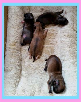 チワワ　ロング　子犬販売の専門店　AngelWan　横浜