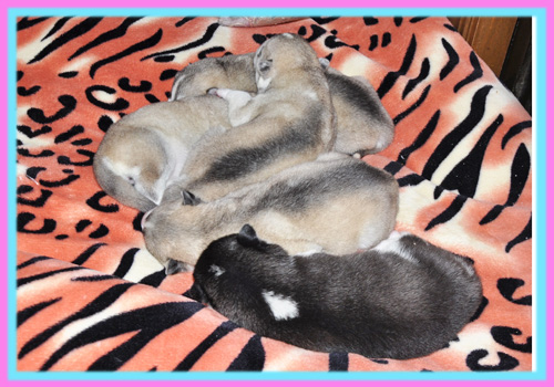 シベリアンハスキー　子犬販売の専門店　AngelWan　横浜