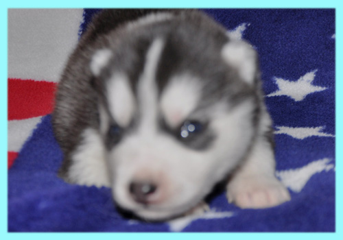 シベリアンハスキー　ブラック＆ホワイト　オス　子犬販売の専門店　AngelWan　横浜