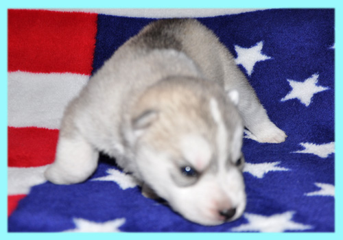 シベリアンハスキー　シルバー＆ホワイト　オス　子犬販売の専門店　AngelWan　横浜