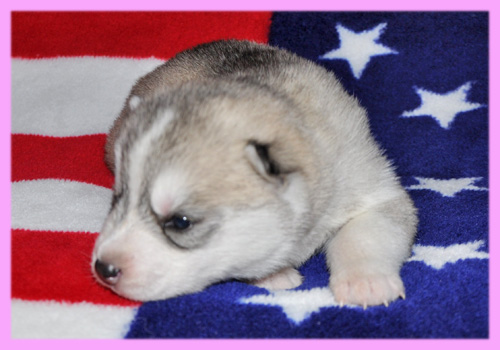 シベリアンハスキー シルバー&ホワイト メス 子犬販売の専門店 AngelWan 横浜