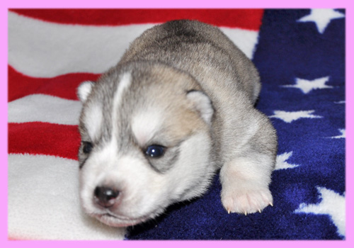 シベリアンハスキー シルバー&ホワイト メス 子犬販売の専門店 AngelWan 横浜