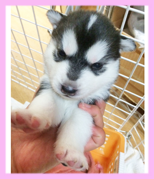 シベリアンハスキー　メス　ブラック＆ホワイト　子犬販売の専門店　AngelWan　横浜