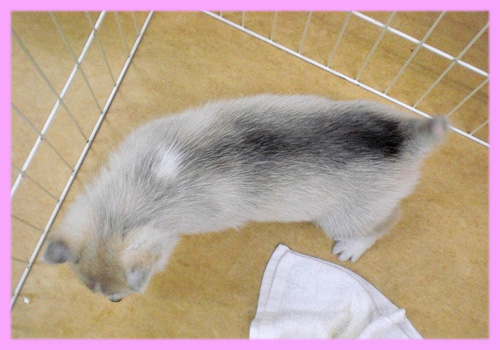 シベリアンハスキー シルバー&ホワイト メス 子犬販売の専門店 AngelWan 横浜