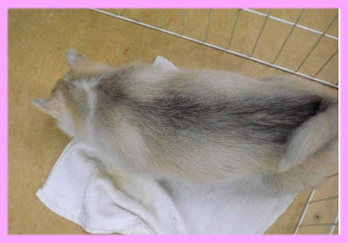 シベリアンハスキー シルバー&ホワイト メス 子犬販売の専門店 AngelWan 横浜