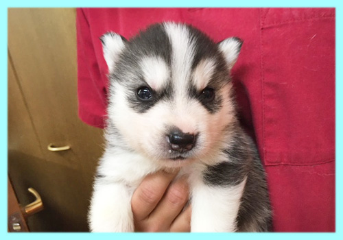 シベリアンハスキー　ブラック＆ホワイト　オス　子犬販売の専門店　AngelWan　横浜