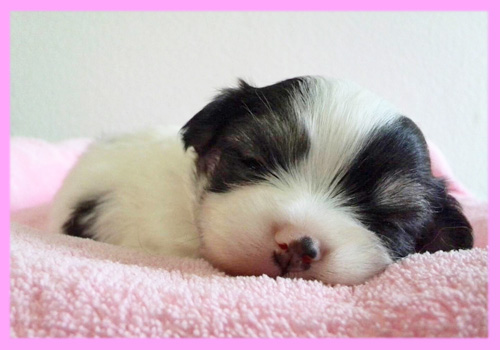 ミックス　チワマル　メス　子犬販売の専門店　AngelWan　横浜