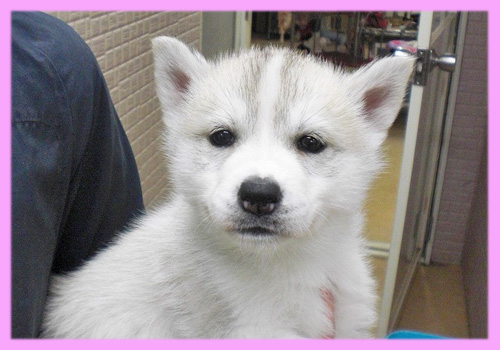 シベリアンハスキー シルバー&ホワイト メス 子犬販売の専門店 AngelWan 横浜