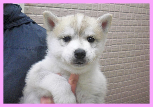 シベリアンハスキー シルバー&ホワイト メス 子犬販売の専門店 AngelWan 横浜