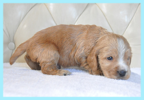 イングリッシュコッカースパニエル　レッド　オス　子犬販売の専門店　AngelWan　横浜