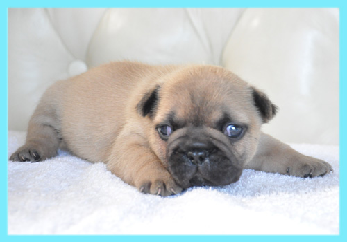 フレンチブルドッグ　フォーン　オス　子犬販売の専門店　AngelWan　横浜