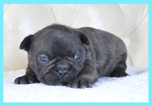 フレンチブルドッグ　ブリンドル　オス　子犬販売の専門店　AngelWan　横浜