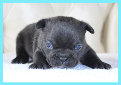 フレンチブルドッグ　ブリンドル　オス　子犬販売の専門店　AngelWan　横浜