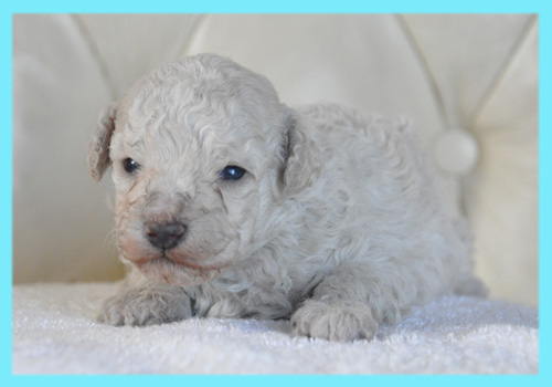 トイプードル　クリーム　オス　子犬販売の専門店　AngelWan　横浜