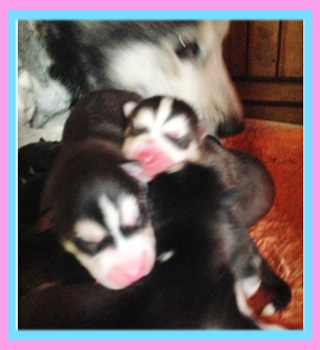 シベリアンハスキー　ブラック＆ホワイト　子犬販売の専門店　AngelWan　横浜