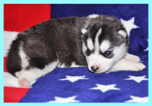 シベリアンハスキー　ブラック＆ホワイト　オス　子犬販売の専門店　AngelWan　横浜
