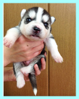 シベリアンハスキー　ブラック＆ホワイト　オス　子犬販売の専門店　AngelWan　横浜