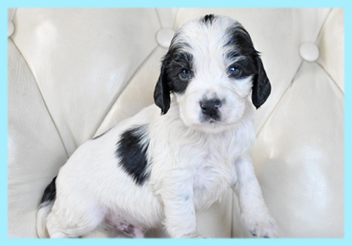 イングリッシュコッカースパニエル ブラック&ホワイト オス 子犬販売の専門店 AngelWan 横浜