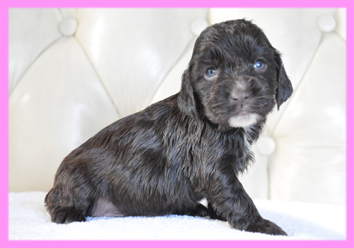 イングリッシュコッカースパニエル チョコレート メス 子犬販売の専門店 AngelWan 横浜