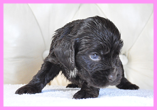 イングリッシュコッカースパニエル　チョコレート　メス　子犬販売の専門店　AngelWan　横浜