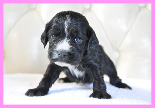 イングリッシュコッカースパニエル　ブラック　メス　子犬販売の専門店　AngelWan　横浜