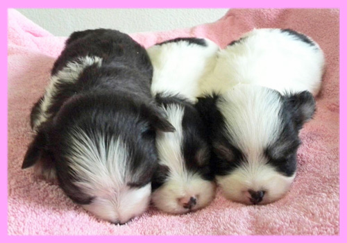 ミックス　チワマル　メス　子犬販売の専門店　AngelWan　横浜