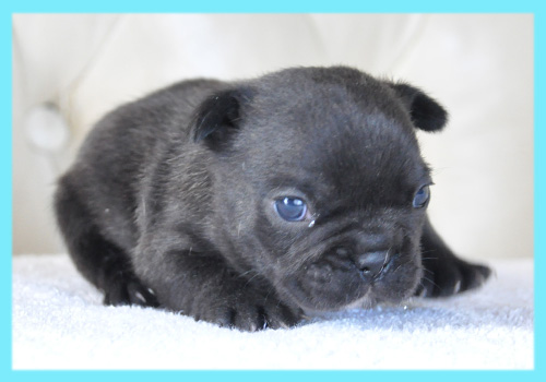 フレンチブルドッグ　ブリンドル　オス　子犬販売の専門店　AngelWan　横浜