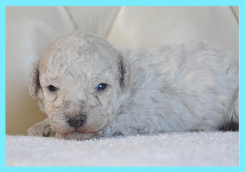 トイプードル　クリーム　オス　子犬販売の専門店　AngelWan　横浜