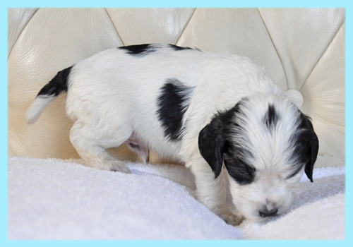 イングリッシュコッカースパニエル ブラック&ホワイト オス 子犬販売の専門店 AngelWan 横浜