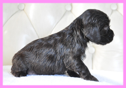 イングリッシュコッカースパニエル チョコレート メス 子犬販売の専門店 AngelWan 横浜