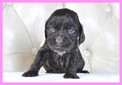 イングリッシュコッカースパニエル　チョコレート　メス　子犬販売の専門店　AngelWan　横浜