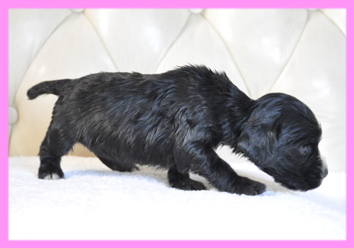 イングリッシュコッカースパニエル　ブラック　メス　子犬販売の専門店　AngelWan　横浜