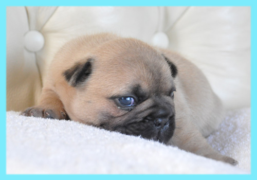 フレンチブルドッグ　フォーン　オス　子犬販売の専門店　AngelWan　横浜