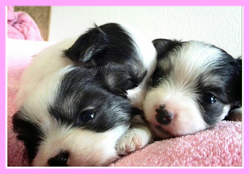 ミックス　チワマル　メス　子犬販売の専門店　AngelWan　横浜