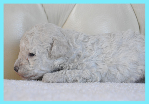 トイプードル　クリーム　オス　子犬販売の専門店　AngelWan　横浜