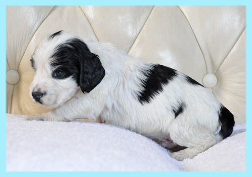 イングリッシュコッカースパニエル ブラック&ホワイト オス 子犬販売の専門店 AngelWan 横浜