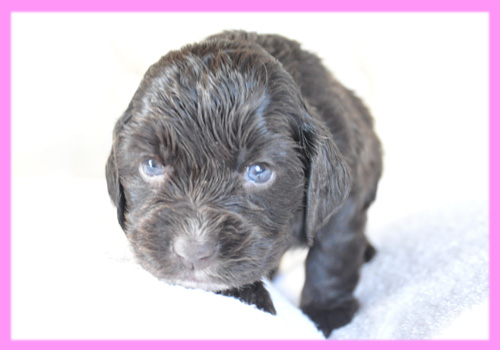 イングリッシュコッカースパニエル チョコレート メス 子犬販売の専門店 AngelWan 横浜