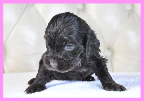 イングリッシュコッカースパニエル　チョコレート　メス　子犬販売の専門店　AngelWan　横浜