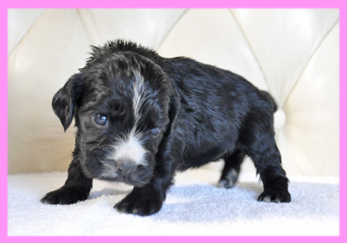 イングリッシュコッカースパニエル　ブラック　メス　子犬販売の専門店　AngelWan　横浜